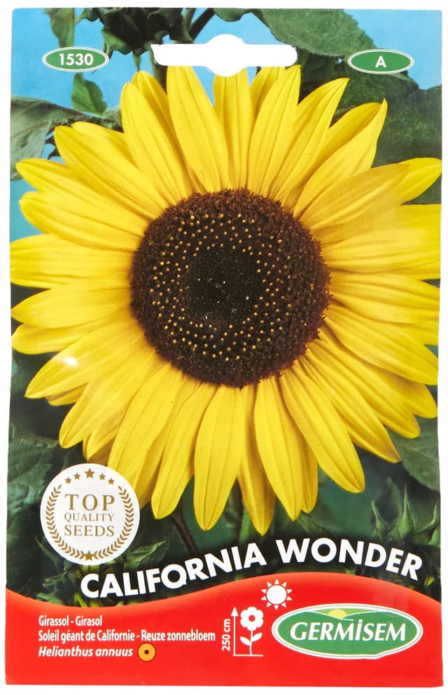🌻🌞 Germisem Sonnenblume CALIFORNIA WONDER EC1530 Mehrfarbig 🌞🌻