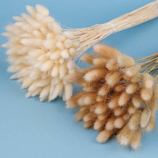 120 Stk. Trockenblumen Klein Pampasgras 🌾 - Perfekte Dekoration für Hochzeit und Zuhause