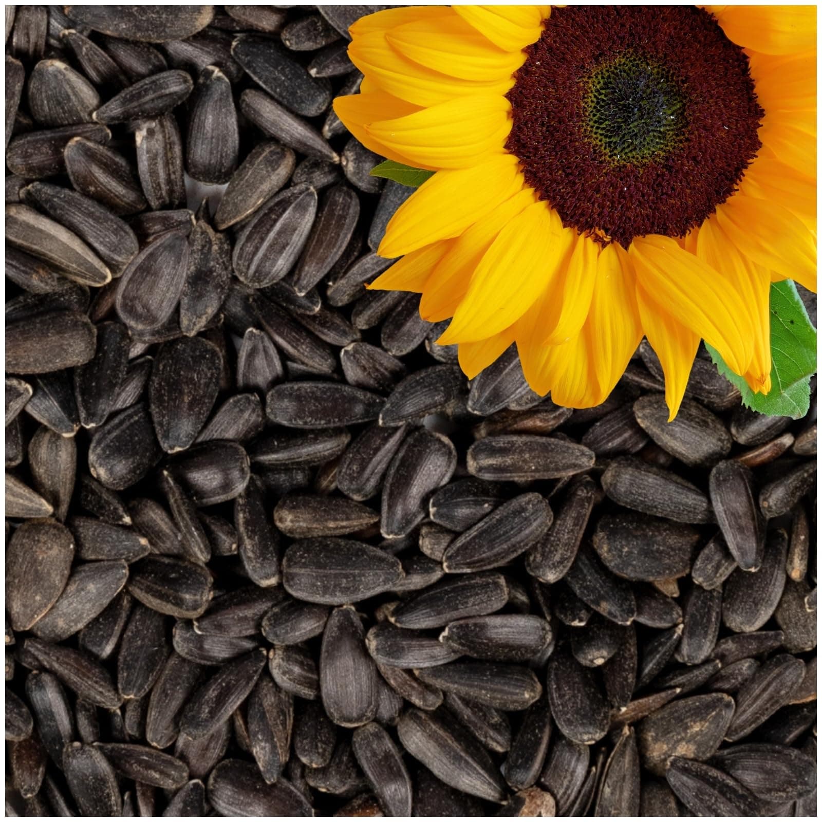 Lyra Pet® | 25 kg Sonnenblumenkerne Schwarz 🌻🐦 | Wildvogelfutter Ganzjährig