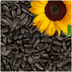 Lyra Pet® | 25 kg Sonnenblumenkerne Schwarz 🌻🐦 | Wildvogelfutter Ganzjährig Angebot bei HelloDeals