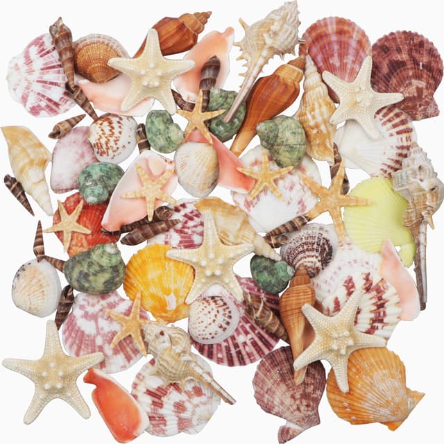 🐚 Muscheln Gemischt 9 Arten 🌊🌟 Seesterne 70+ Muscheln 3-9 cm