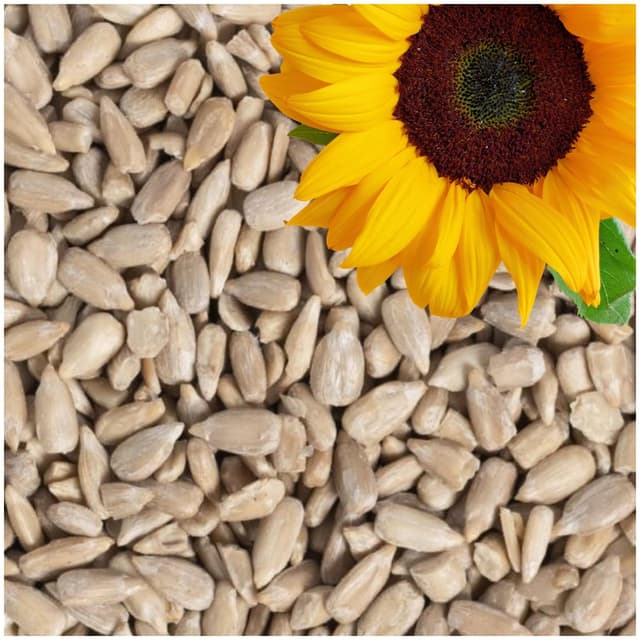 Lyra Pet® | 25 kg Sonnenblumenkerne Geschält 🌻🐦