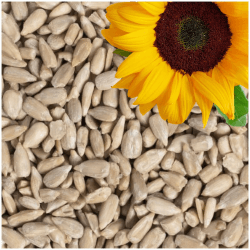 Lyra Pet® | 25 kg Sonnenblumenkerne Geschält 🌻🐦 Angebot bei HelloDeals