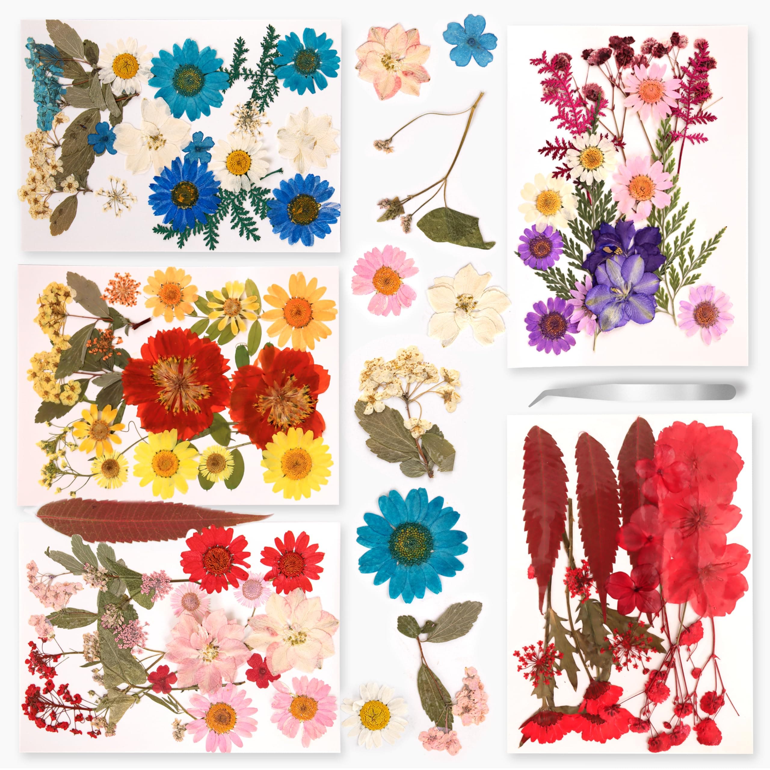Fyshird 5 Packungen Natürliche Getrocknete Blüten 🌸🌿 Trockenblumen zum Basteln