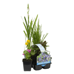 Bloomique - 6er Set - 🌸 Blühende Teichpflanzen 🌿 Wasserpflanzen Miniteich - Zone 1 & 2 - Winterhart - Höhe 15-25 cm - Topf 9 cm Angebot bei HelloDeals