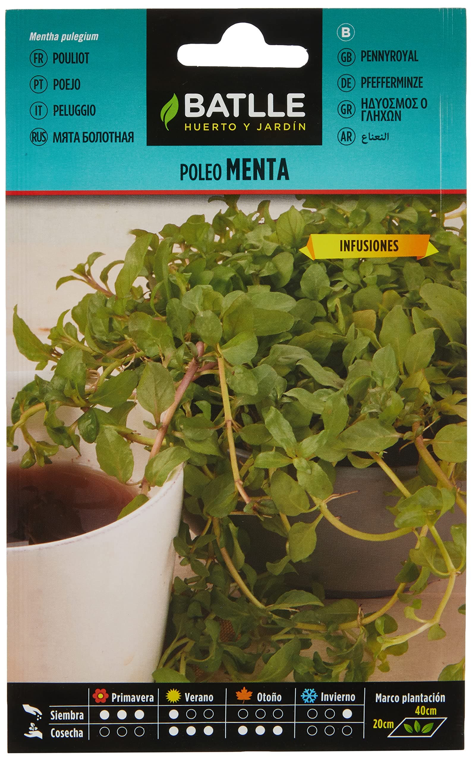 🌿🌱 Angebotskracher: Poleiminze Kräutersamen!