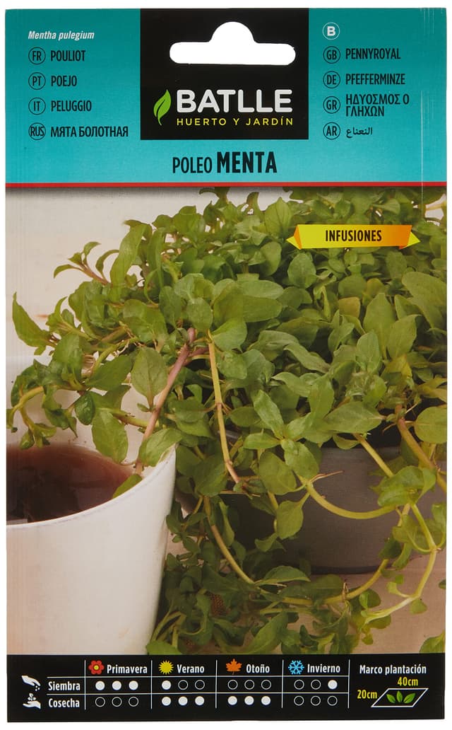 🌿🌱 Angebotskracher: Poleiminze Kräutersamen!