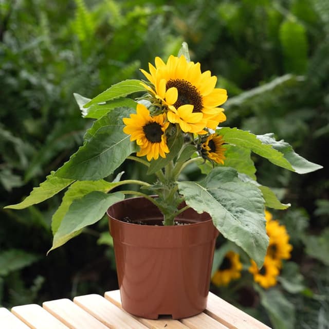 🌻 Sonnenblume Samen Deal - 50PCS Dwarf Multi-Headed Sonnenblume Samen 🌻