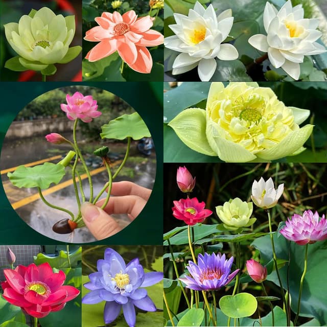 Lotus Samen Wohnung Gemischt 🌸🦋🌿 30PCS: Schalenlotus Samen Winterharte Pflanzen für Garten