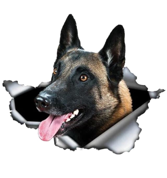 🚗 Belgische Malinois Autoaufkleber 🐶