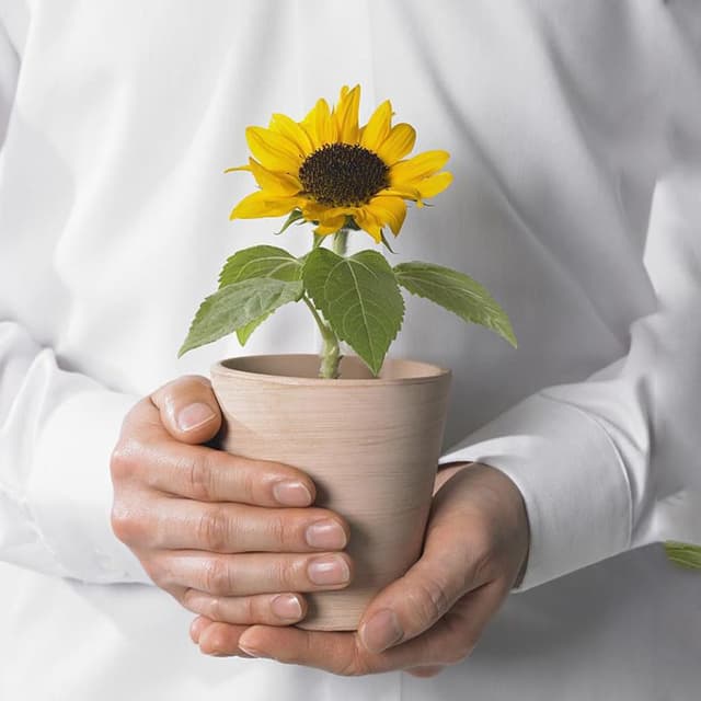 🌻🌼 50PCS Sonnenblumen Samen - Zwerg-Sonnenblumen zum Pflanzen für Balkon, Garten oder Fensterbank 🌼🌻