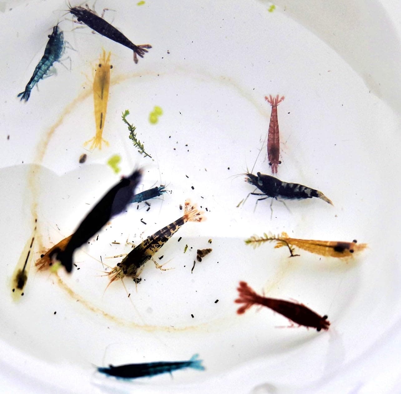 🦐🌈 Garnelen Mix Bunte Mischung 10 Stück Shrimpfarm-Frankfurt 🦐🌈