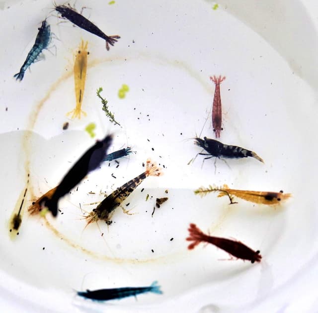 🦐🌈 Garnelen Mix Bunte Mischung 10 Stück Shrimpfarm-Frankfurt 🦐🌈