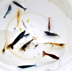 🦐🌈 Garnelen Mix Bunte Mischung 10 Stück Shrimpfarm-Frankfurt 🦐🌈 Angebot bei HelloDeals