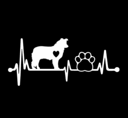 Autoaufkleber 15Cm Weißer Border Collie Herzschlag Liebe Kardiogramm Aufkleber
