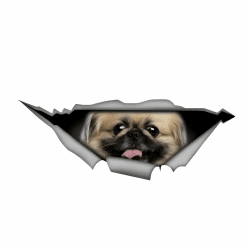 Autoaufkleber 25cm Pekinese Aufkleber Lustig 3D Zerrissen Metall Reflektierende Aufkleber
