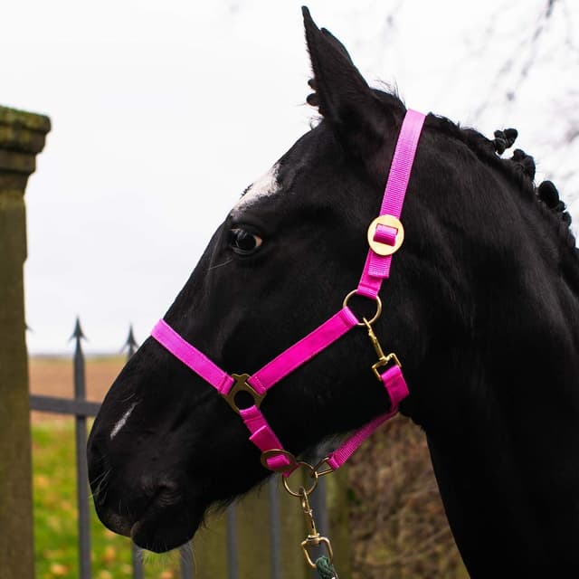 Pferdelinis Halfter Fohlen Halfter für Mini Shetty Halfter für Holzpferd - Fohlenhalfter 2-Fach verstellbar an Kinn- & Genickstück (Pink, Fohlen) Pink Fohlen 🐴🌈