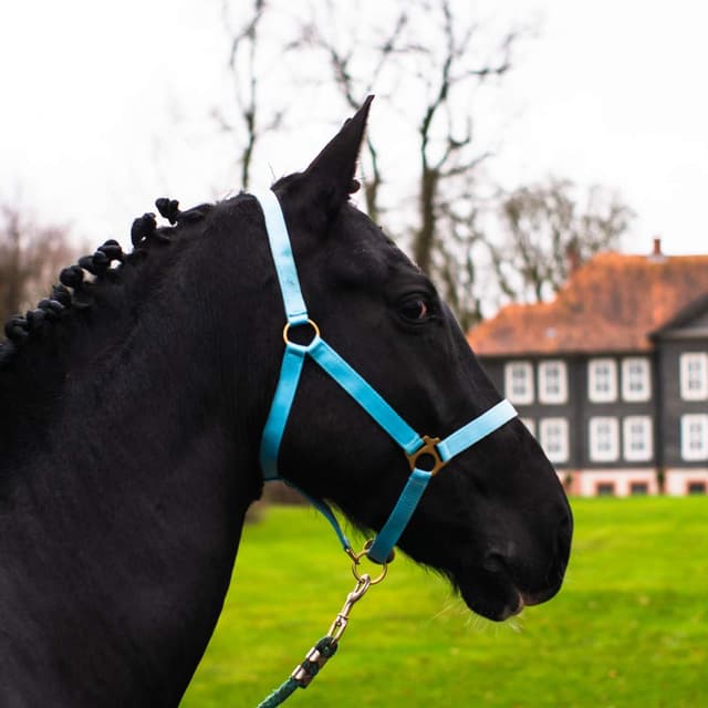 🐴 Pferdelinis Halfter Fohlen Halfter für Mini Shetty Halfter für Holzpferd - Fohlenhalfter 2-Fach verstellbar (Türkis, Fohlen)