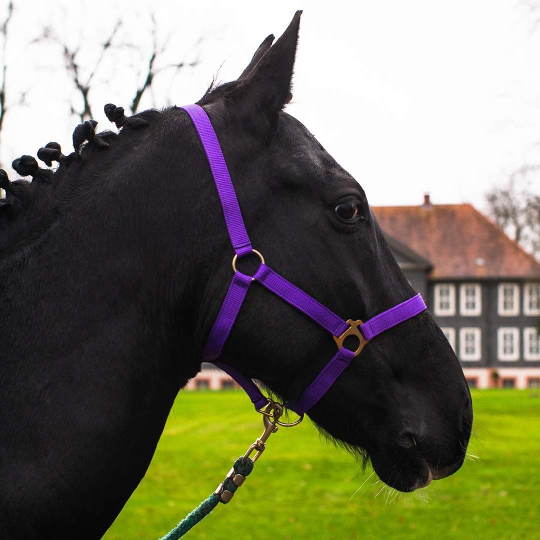 Lila Fohlen Halfter für Mini Shetty & Holzpferd 🐴🌈 Angebot: 11.01€