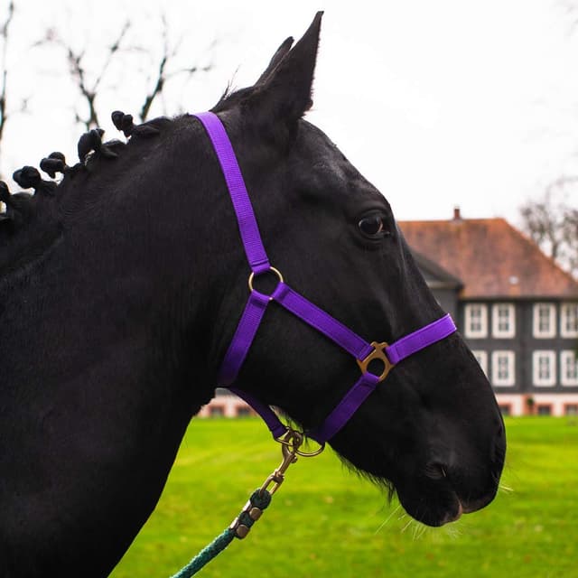 Lila Fohlen Halfter für Mini Shetty & Holzpferd 🐴🌈 Angebot: 11.01€
