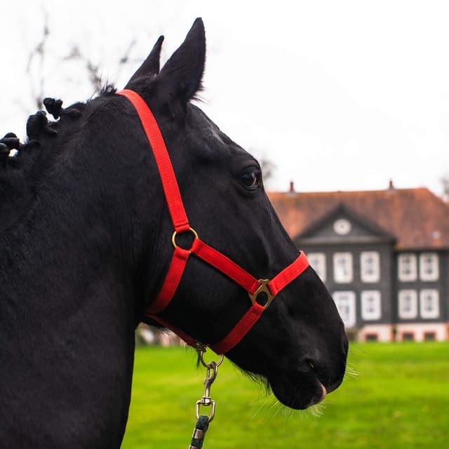 Pferdelinis Halfter Fohlen 🐴 Halfter für Mini Shetty 🐴 Halfter für Holzpferd - Fohlenhalfter 2-Fach verstellbar (Rot, Fohlen) - Deal!