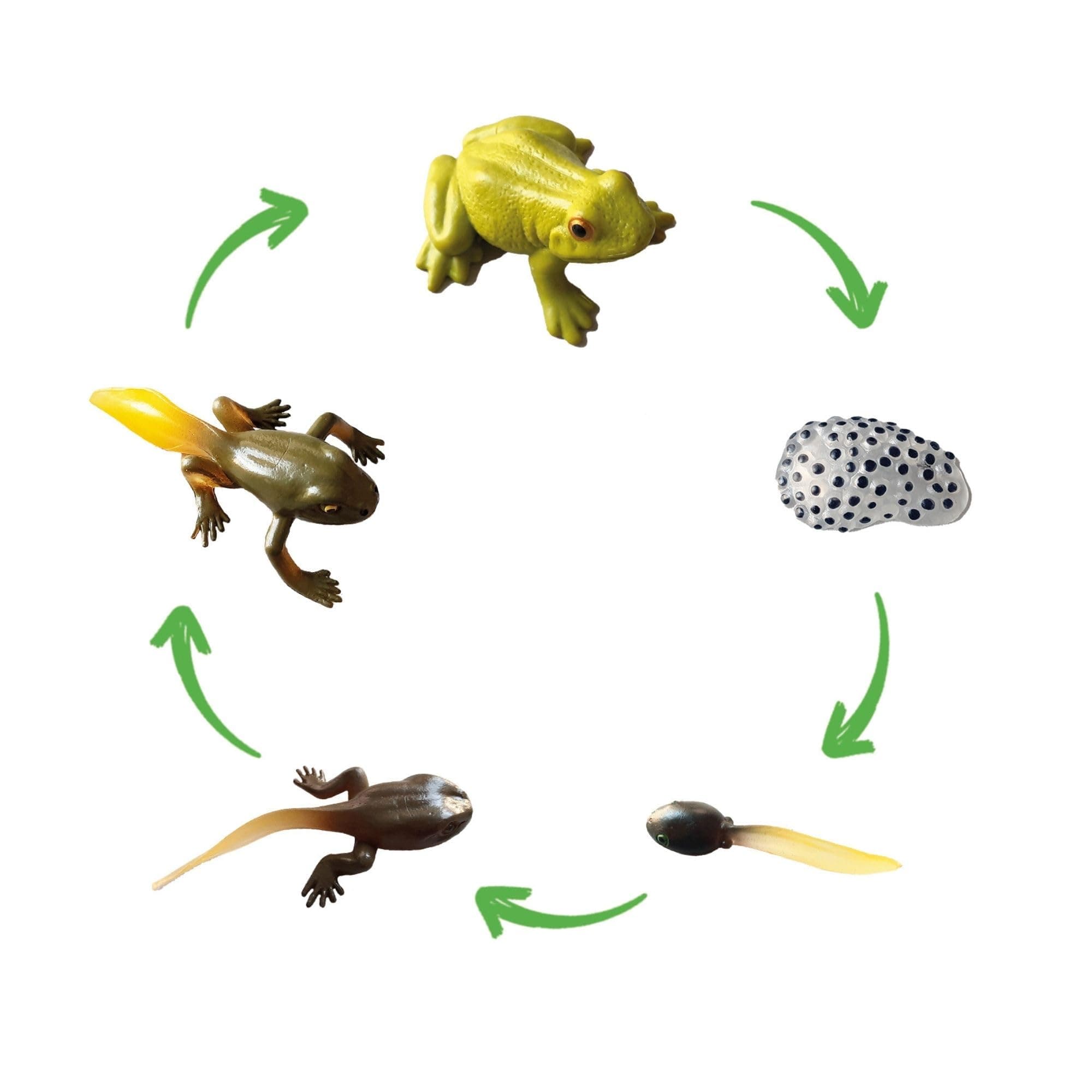 🐸 TimeTEX - Lebenszyklus 'Frosch' für spielerisches Lernen
