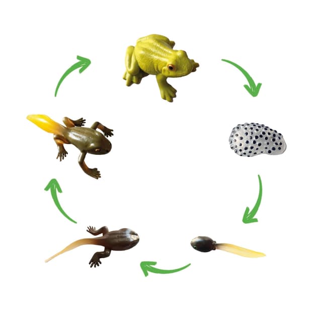 🐸 TimeTEX - Lebenszyklus 'Frosch' für spielerisches Lernen