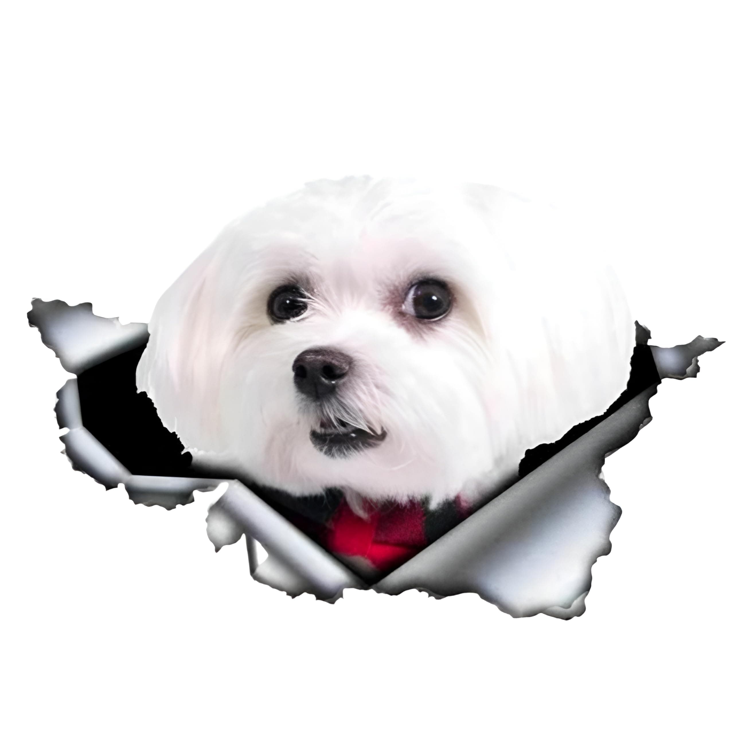 🚗🐶 Malteser Autoaufkleber 18cm - Lustige und wasserdichte Dekoration!