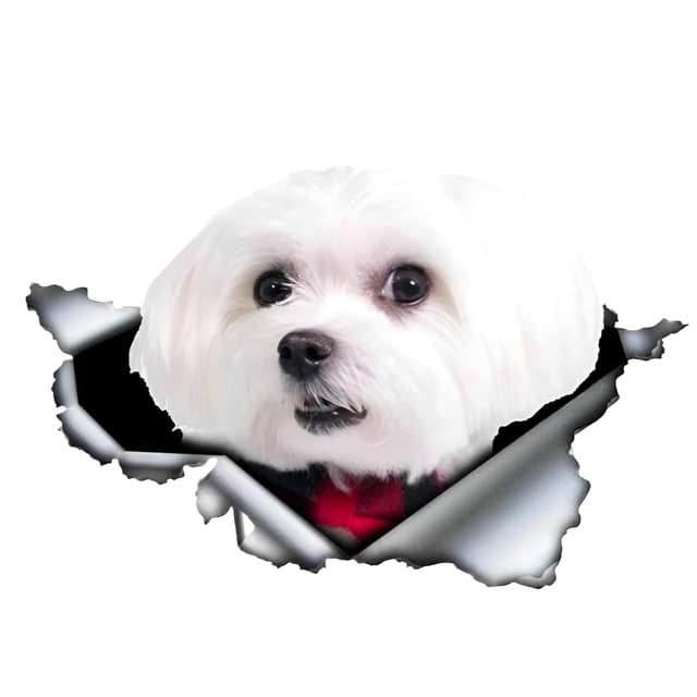 🚗🐶 Malteser Autoaufkleber 18cm - Lustige und wasserdichte Dekoration!
