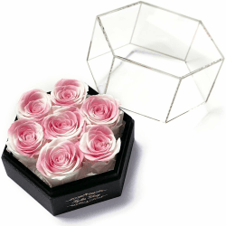Kylin Glory Konservierte Rosen 🌹 - 7 Stück Forever Flowers
