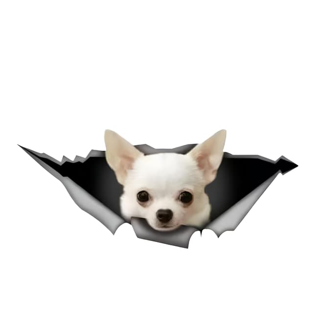 Chihuahua Autoaufkleber 🐕