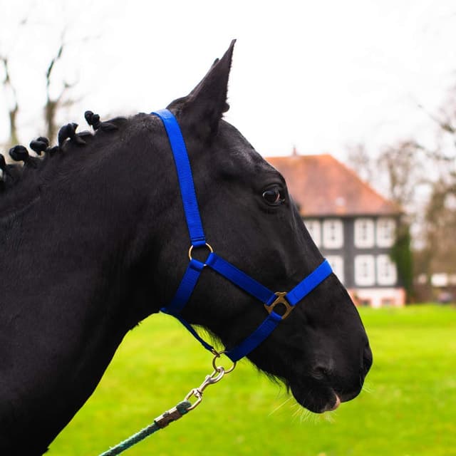Pferdelinis Halfter Fohlen für Mini Shetty Holzpferd 🐴🌟 2-Fach verstellbar (Royalblau, Fohlen)