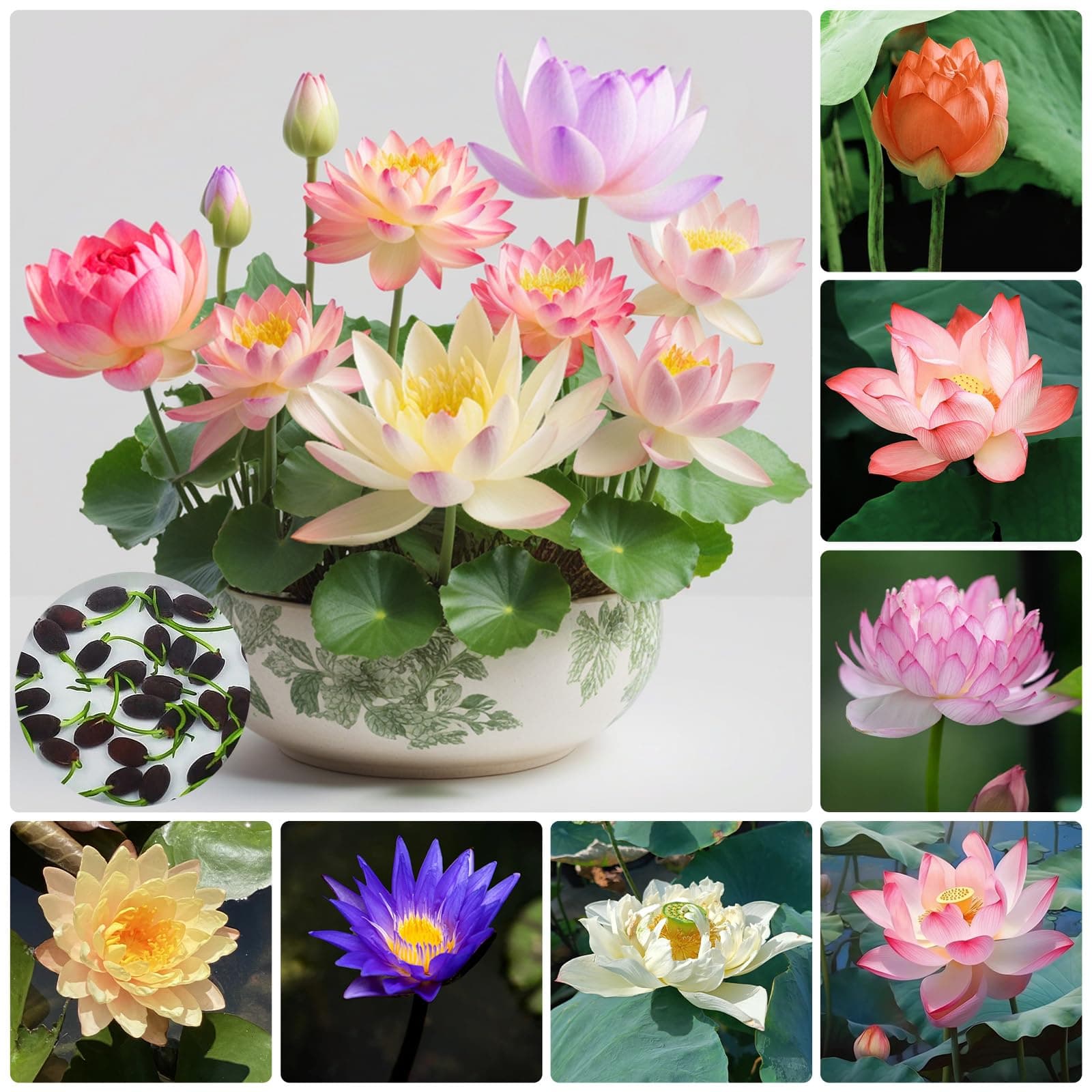 Lotusblumen Samen Set 30 Stück 🌺🌿🌈 - Wasserpflanzen für Garten und Teich