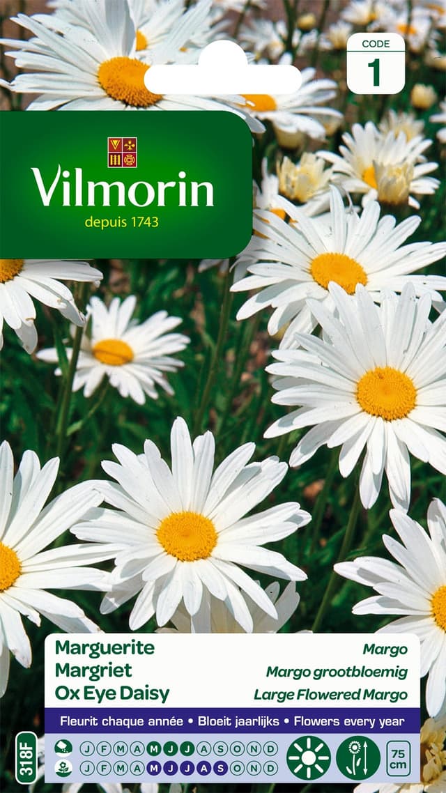🌼 Vilmorin 5217241 Chrysanthemum Grande Margerite, Weiß, 90 x 2 x 160 cm 🌸