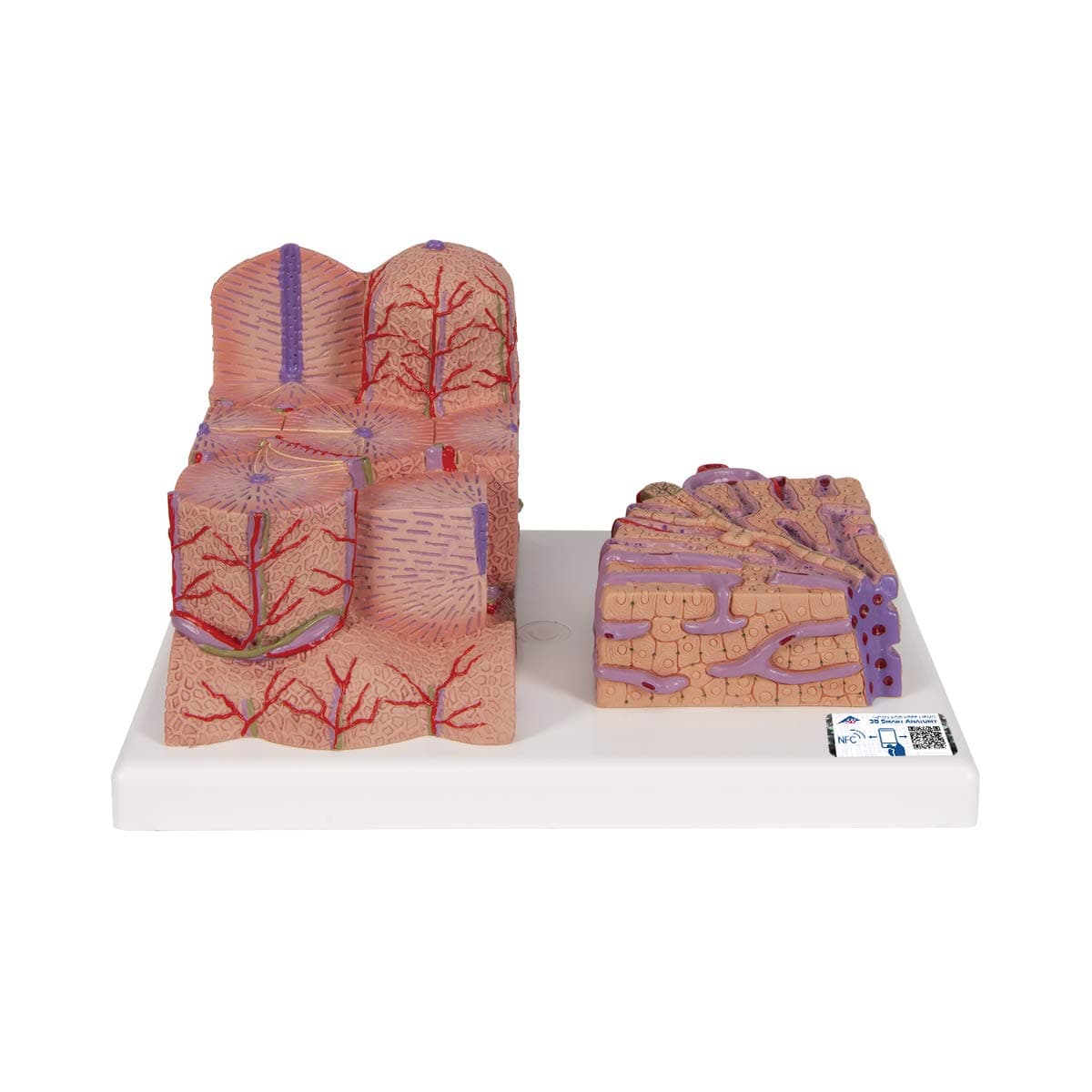 🔬 Angebot: 3B Scientific Menschliche Anatomie - 3B MICROanatomy™ Leber + kostenlose Anatomie App - 3B Smart Anatomy