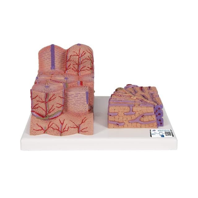 🔬 Angebot: 3B Scientific Menschliche Anatomie - 3B MICROanatomy™ Leber + kostenlose Anatomie App - 3B Smart Anatomy