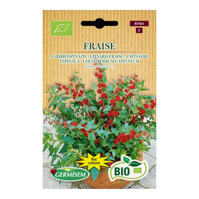 🌱🍓 Spinat Fraise Angebot! 🌿