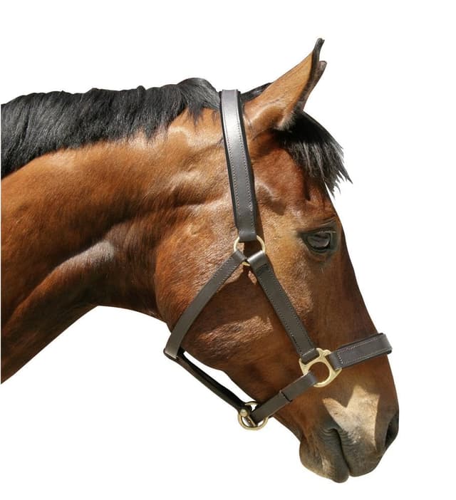 🐴🌟 Super Deal: Kerbl Eco Halfter 34 Leder Braun nur 18.5€!