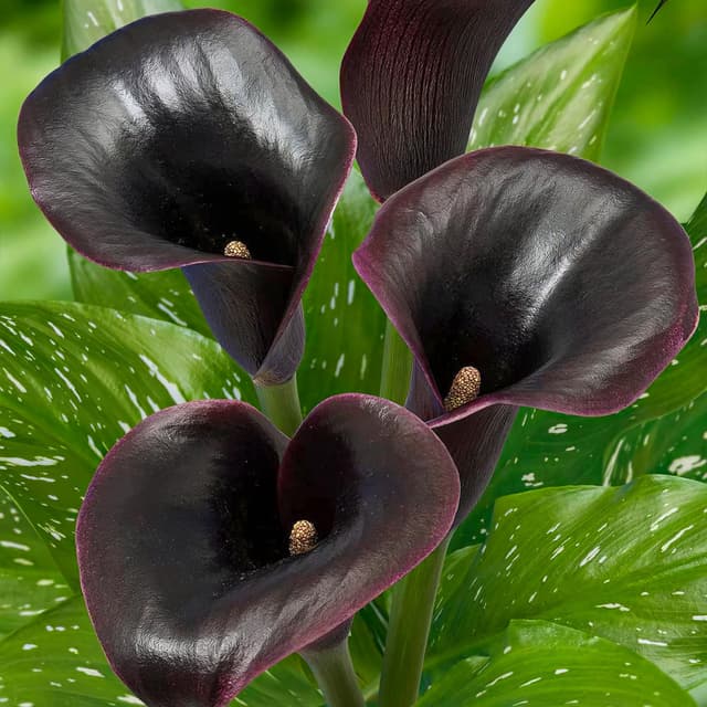 🌺 Black Passion (Schwarz) Zantedeschia Calla Lilien Zwiebeln - 5 echte und große Knollen