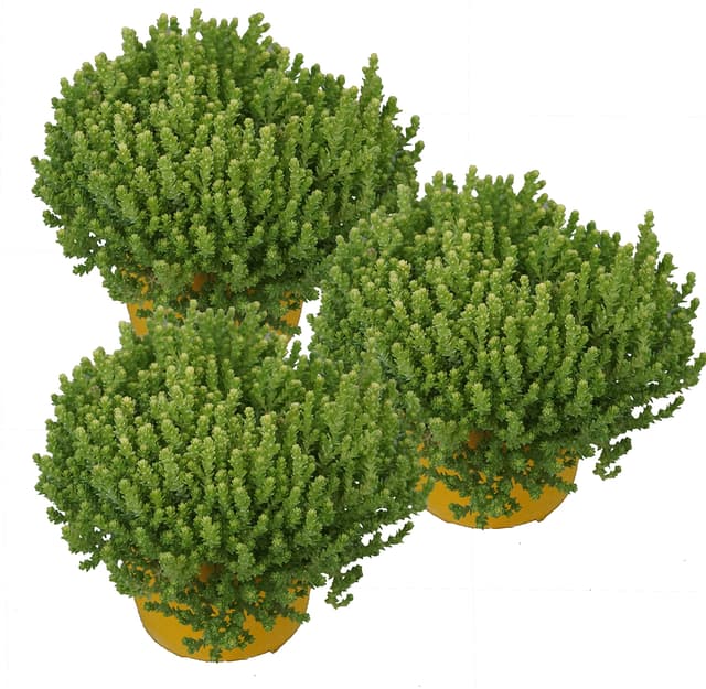 🌿🌼 Super Deal: Drei Pflanzen Mauerpfeffer (Sedum acre) gelb 🌼🌿