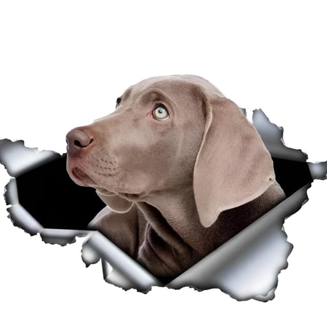 Autoaufkleber Weimaraner 3D Zerrissen Lustig Haustier Hund Reflektierende Aufkleber