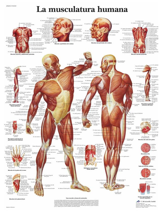 🌟 Sonderangebot: 3B Scientific Lehrtafel laminiert - La Musculatura humana - Spanisch