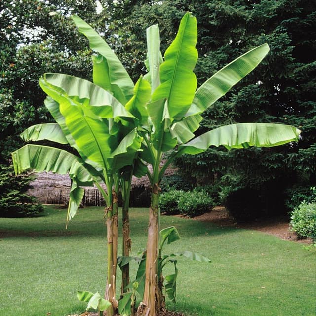 🌴🍌 Bananenbaum Musa Basjoo - 4 Bäume im Angebot! 🌴🍌