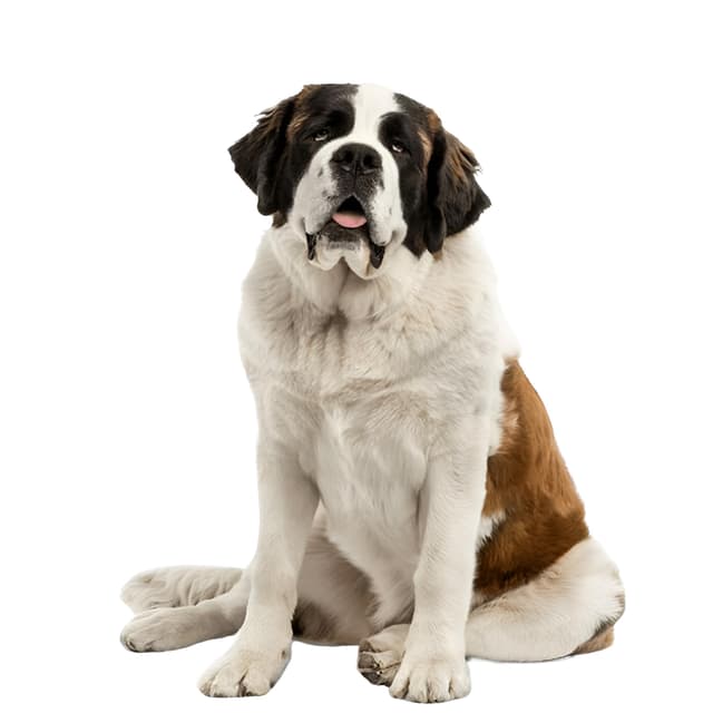 🚗🐶 Autoaufkleber Bernhardiner Aufkleber 15cm(5.9 Inch) Saint Bernard Car Sticker