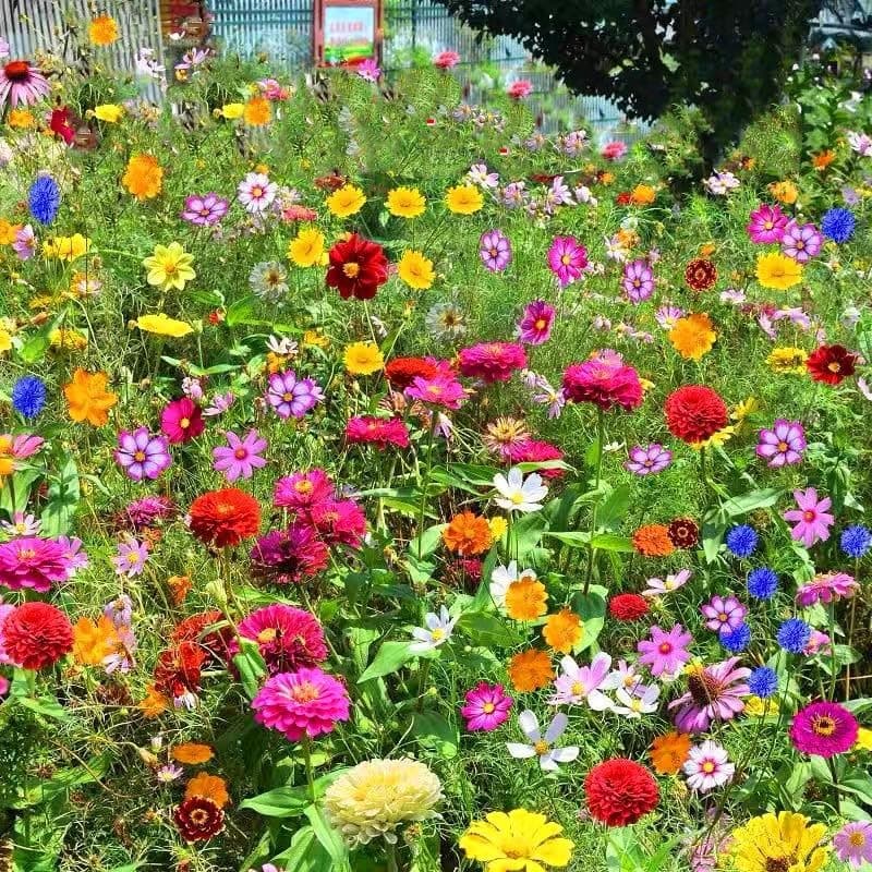 Wildblumen Blumensamen Mischung winterhart mehrjährig 1000pcs 🌸🌱🪴