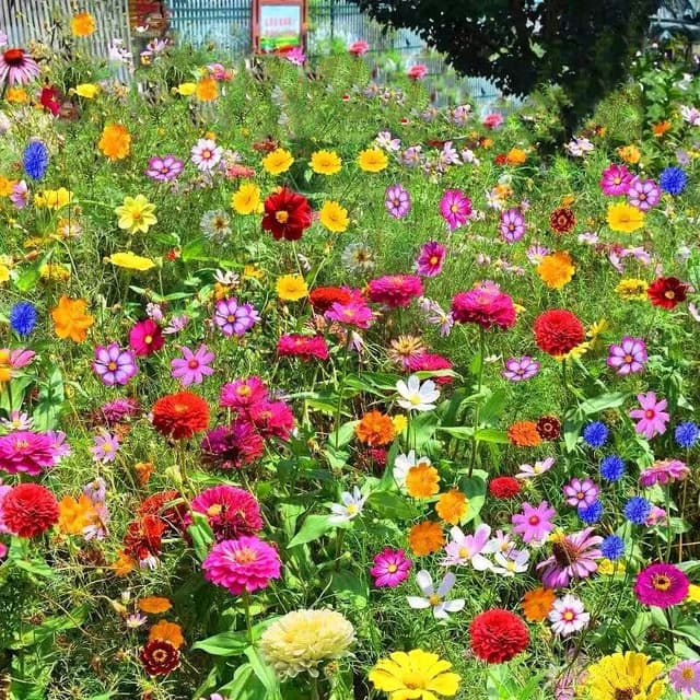 Wildblumen Blumensamen Mischung winterhart mehrjährig 1000pcs 🌸🌱🪴