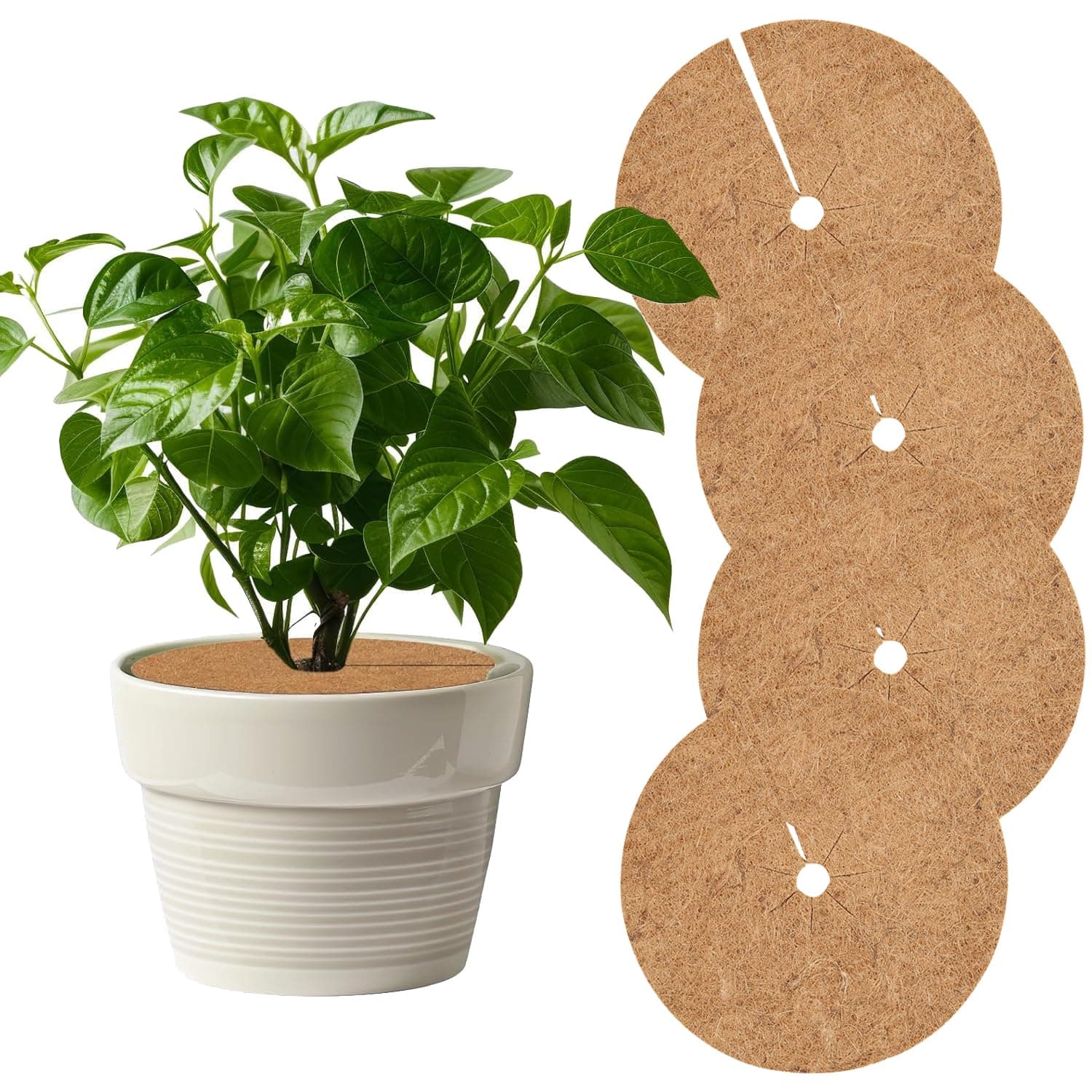 🌿🌼 Sinirttou 4 Stück 30cm Kokosmatte Winterschutz 🌼🌿