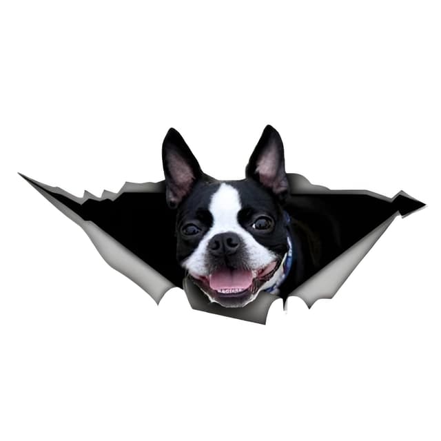 🚗🐶 Boston Terrier Autoaufkleber 18cm - Lustige 3D Zerrissen Reflektierende Haushund Dekoration