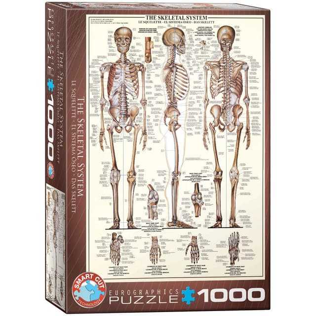 🧩 Eurographics 6000-3970 Das Skelettsystem Skelett Puzzle, bunt, Einheitsgröße Angebot!