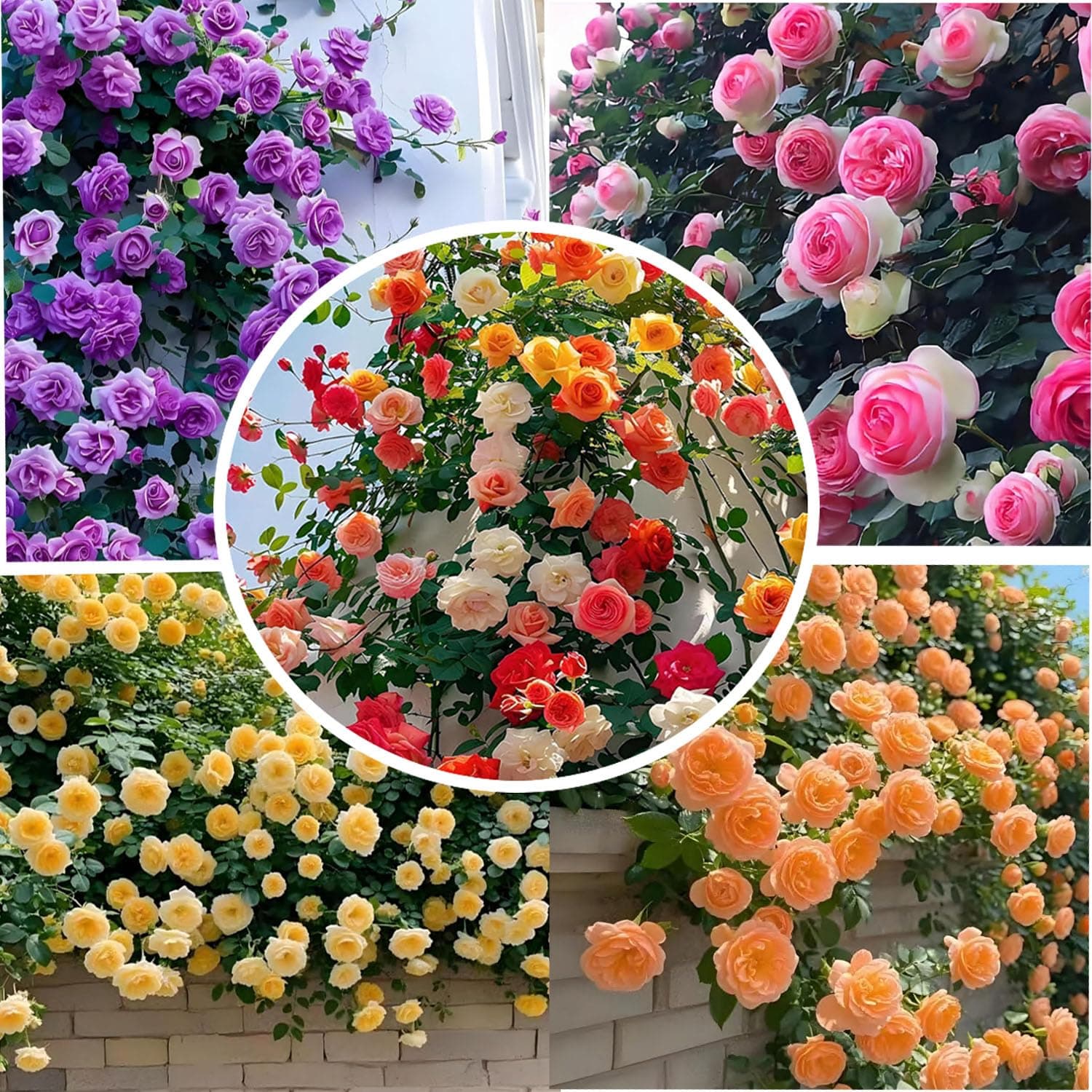 Winterharte Kletterrosen Samen 🌹🌿 - 200 Stück Mischfarbe Kletterrosensamen
